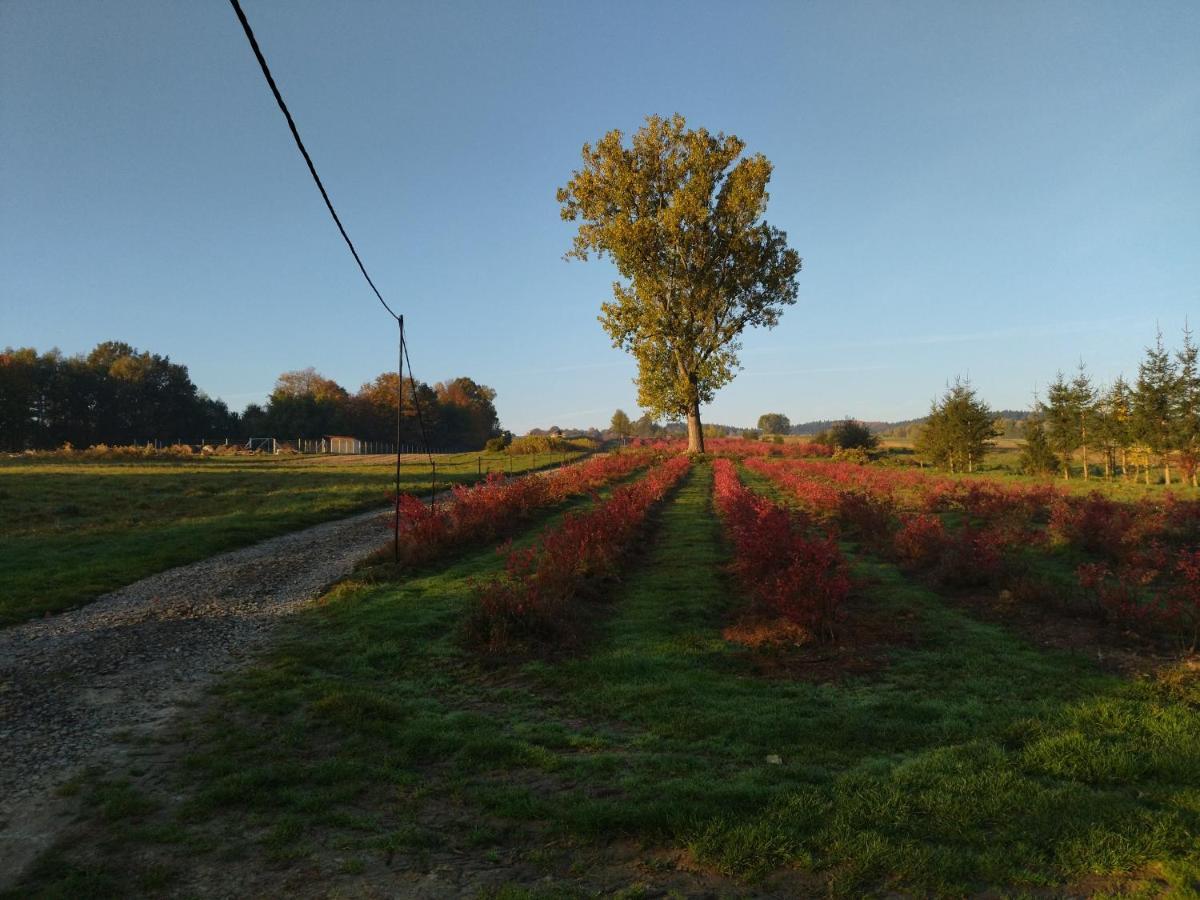 Gospodarstwo Agroturystyczne Borowkowy Bukiet Smakow Iwkowa 外观 照片