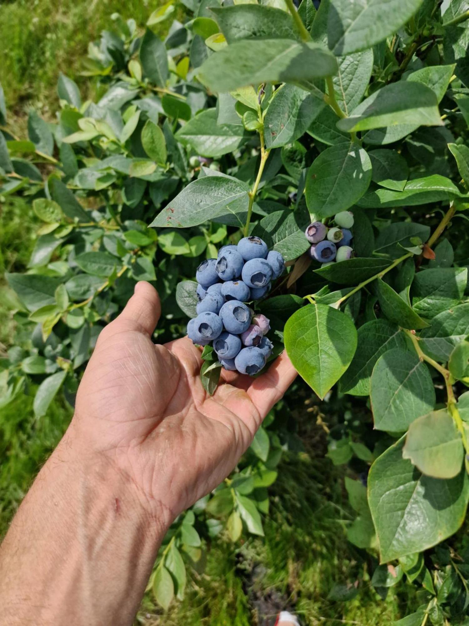 Gospodarstwo Agroturystyczne Borowkowy Bukiet Smakow Iwkowa 外观 照片